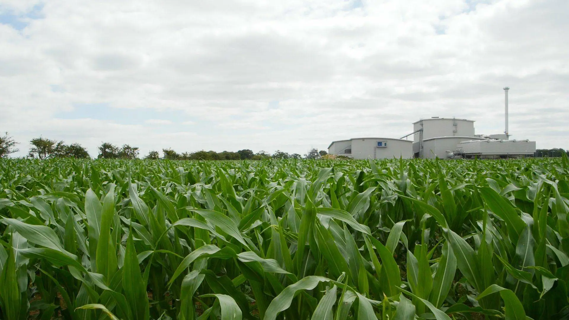 PlantGrow All Purpose Peat Free Compost - 900L Bulk Bag 5 PlantGrow All Purpose Peat Free Compost - 900L Bulk Bag - Image 3