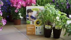 Sembra Kids Sunflower Garden Growing Kit -Grosafe Shop s0016 traditional garden games sembra life 3 jpg