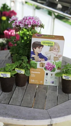 Sembra Kids Geraniums Gardening Kit For Children 11 Sembra Kids Geraniums Gardening Kit For Children -Grosafe Shop sembra kids geranium pack with plants jpg